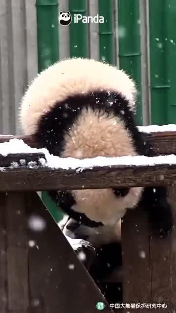 吃瓜小熊娱乐,揭秘娱乐圈幕后故事  第1张